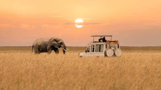 Sub-Saharan Safari